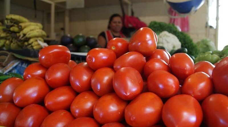 ARANCELES Y SEQUÍA MARCHITAN AL JITOMATE MEXICANO