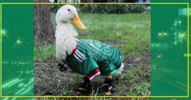 ROBAN LOS ZAPATITOS AL PATO MERLÍN Y SE APROPIAN LEGALMENTE DE SU IMAGEN
