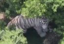 TIGRE LLEVA MÁS DE 60 HORAS EN LIBERTAD