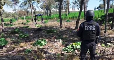 DESCUBREN PREDIO QUE CONTIENE 42 MIL PLANTAS DE MARIGUANA