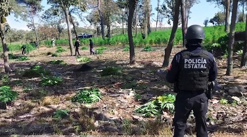 DESCUBREN PREDIO QUE CONTIENE 42 MIL PLANTAS DE MARIGUANA