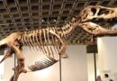 EL TIRANOSAURIO ‘GUS’ ESTABLECE RÉCORD EN SUBASTA DE FÓSIL