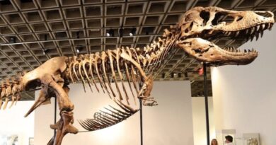 EL TIRANOSAURIO ‘GUS’ ESTABLECE RÉCORD EN SUBASTA DE FÓSIL