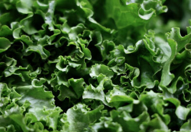 LA SSA REALIZA ESTUDIO EPIDEMIOLÓGICO DE LECHUGA SEÑALADA EN EU