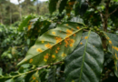 SADER ATIENDE LA PLAGA DE ROYA QUE AFECTA EL CAFÉ EN VERACRUZ