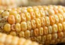 SOBORNO EN DÓLARES PARA LA IMPORTACIÓN DE GRANOS
