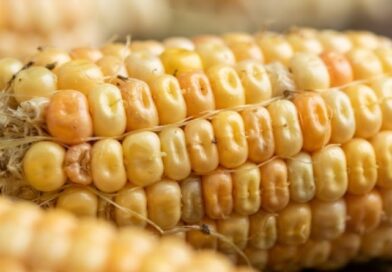 SOBORNO EN DÓLARES PARA LA IMPORTACIÓN DE GRANOS