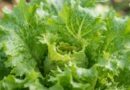 SOSPECHAMOS AÚN DE LA LECHUGA DE MÉXICO