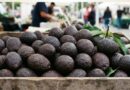 EU REANUDA DE FORMA PARCIAL INSPECCIONES AGUACATERAS