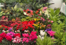 LA FERIA DE LAS FLORES LLEGA A FENAPO