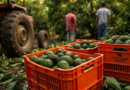 LA UE AUTORIZA LA IMPORTACIÓN DE 9 MIL TONELADAS DE AGUACATE MEXICANO