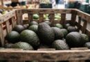 LA VIOLENCIA DETIENE A ‘AVOCADOS FROM MEXICO’ EN EU