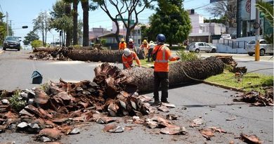 SUMA GOBIERNO DE PEPE CHEDRAUI COLABORACIÓN CON AFRICAM SAFARI PARA DAR SEGUNDO USO A TRONCOS DE PALMERAS RETIRADAS EN LA PAZ