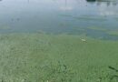 AGUAS RESIDUALES AFECTAN A PRESA LAS PINTAS