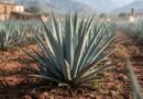 AUMENTA CULTIVO DE AGAVE EN JALISCO  