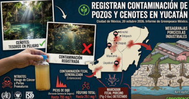HALLAN CONTAMINACIÓN FECAL EN CENOTES YUCATECOS