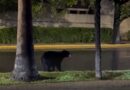 OSO PASEA POR AVENIDA SAN PEDRO