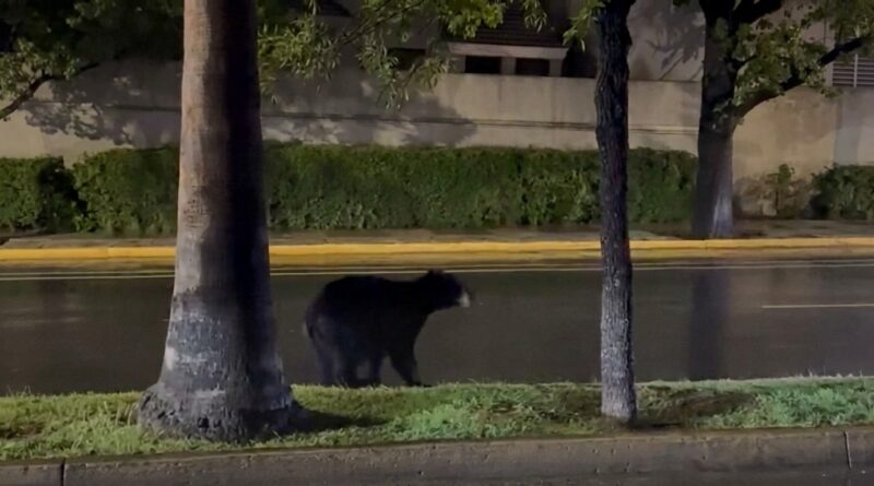 OSO PASEA POR AVENIDA SAN PEDRO