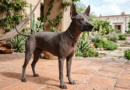 RECONOCEN AL XOLOITZCUINTLE COMO PATRIMONIO CULTURAL